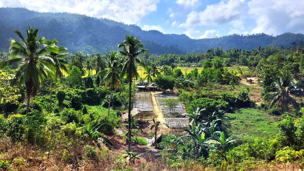 port-barton-jungle-riziere