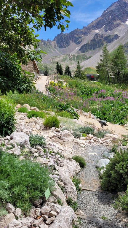 jardin-du-lautaret-fleurs-montagne