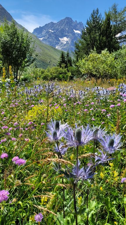 jardin-du-lautaret-hautes-alpes