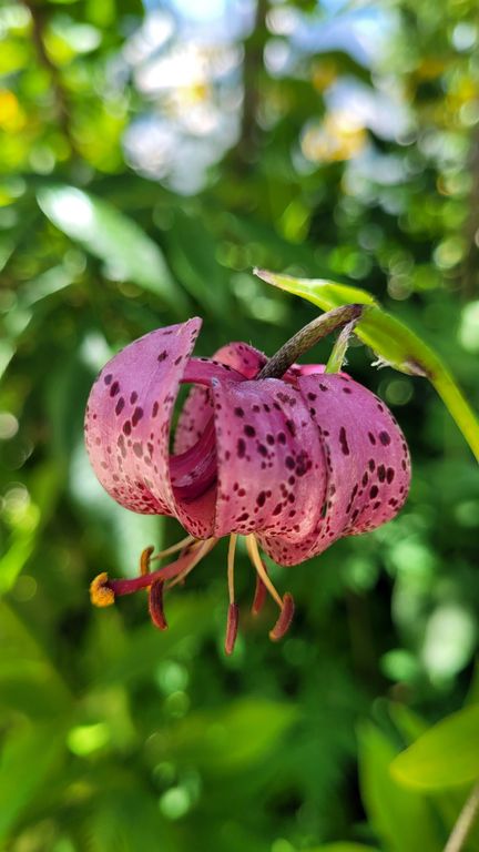 jardin-du-lautaret-lys-martagon