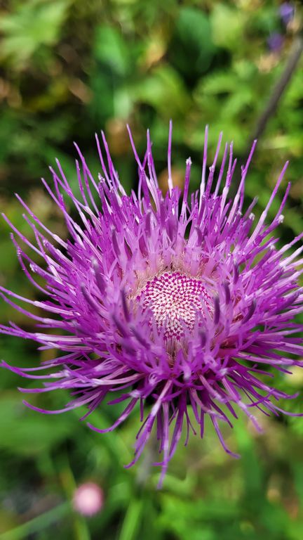 jardin-du-lautaret-montagnes-fleurs