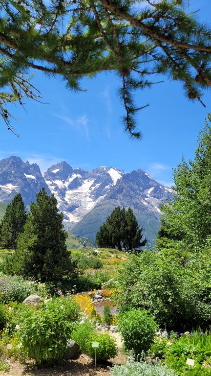 jardin-du-lautaret-parc-des-ecrins-2