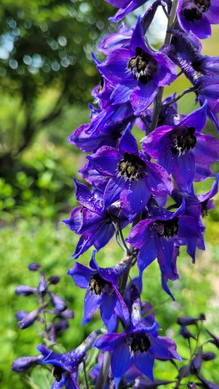 jardin-du-lautaret-parc-ecrins