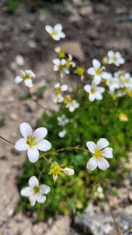 jardin-du-lautaret-saxifrage