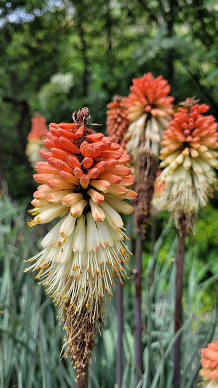 jardin-du-lautaret-unique-europe