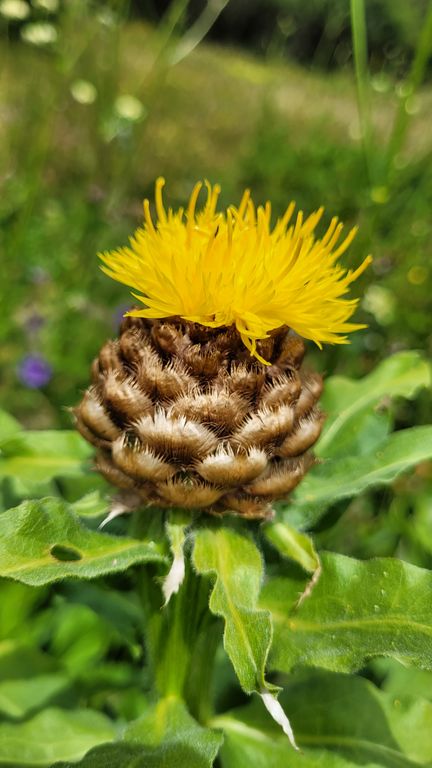 parc-des-ecrins-jardin-lautaret-centauree