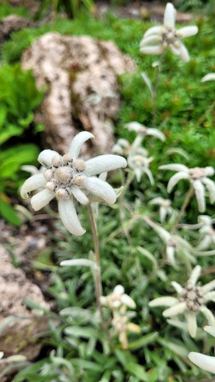 parc-des-ecrins-jardin-lautaret-edelweiss