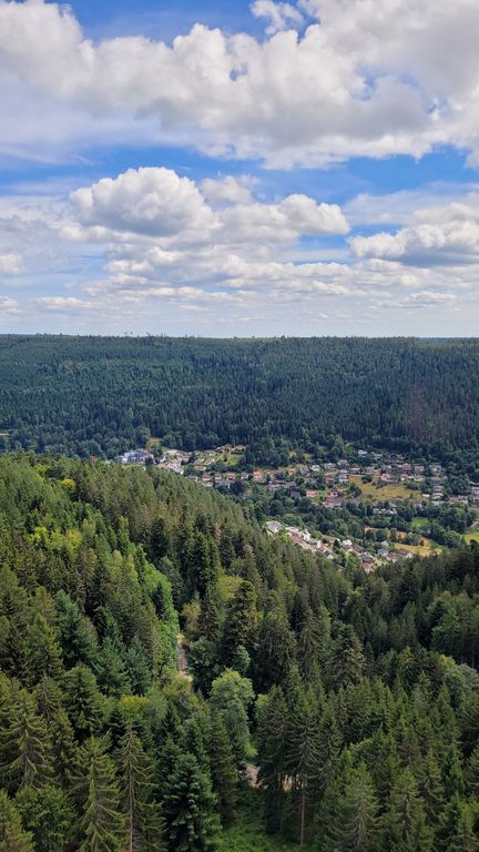 wildline-foret-noire-passerelle-vide