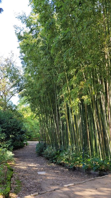 montpellier-jardin-plantes-3