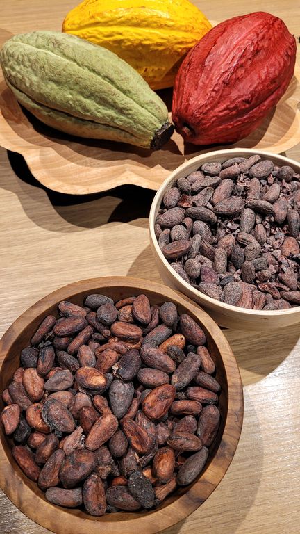 cite-du-chocolat-feve-cacao